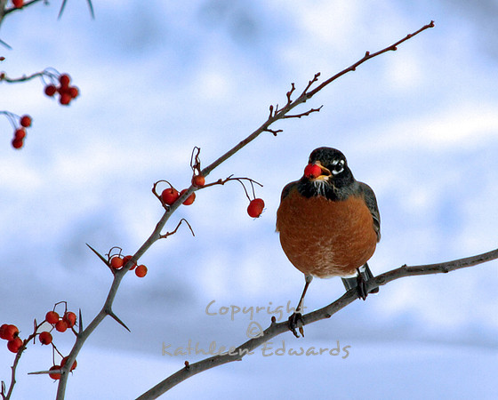 Berry happy bird!