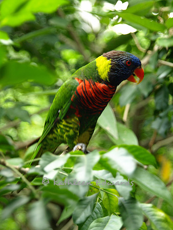Rainbow Lorikeet