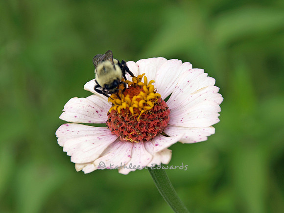 Bumblebee