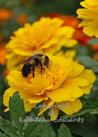 Bumblebee & marigolds