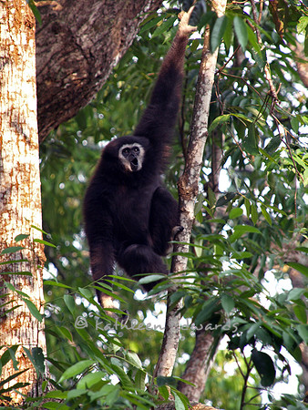Papa Gibbon
