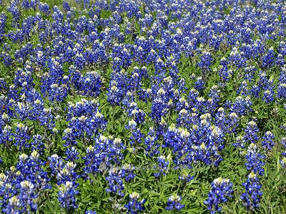 A field of Texas lupine