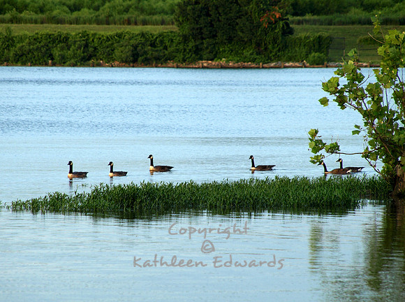 Canada geese on the bay