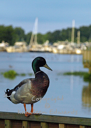 A Mallard drake poses on the Promenade railing
