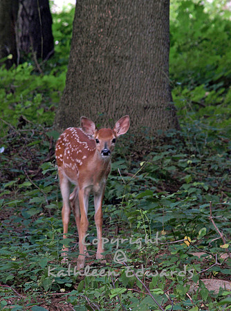 A new little fawn