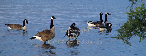 Canada geese on the bay