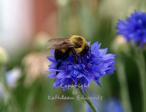 Downtown bumblebee