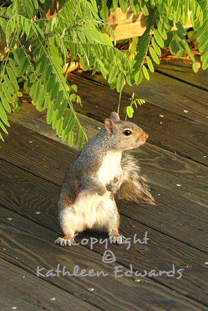 A critter on The Promenade